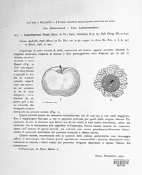 Schizothyrium pomi image